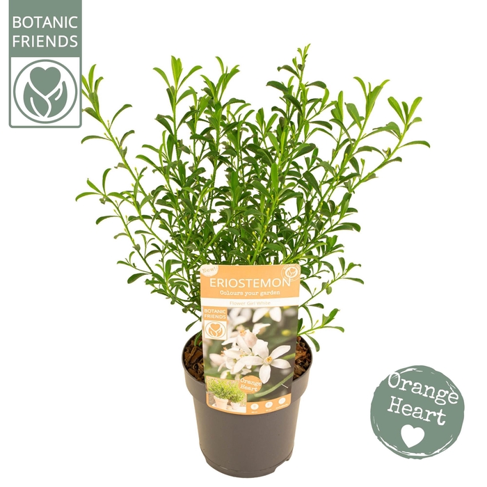 <h4>Eriostemon myoporoides 'Flower Girl White'</h4>