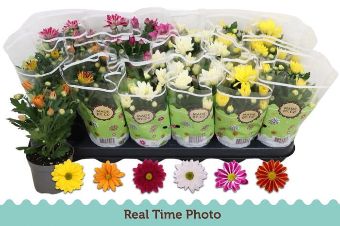 <h4>CHRYS GEM 6 KL</h4>