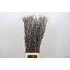 Salix Caprea Snow Flake Premium