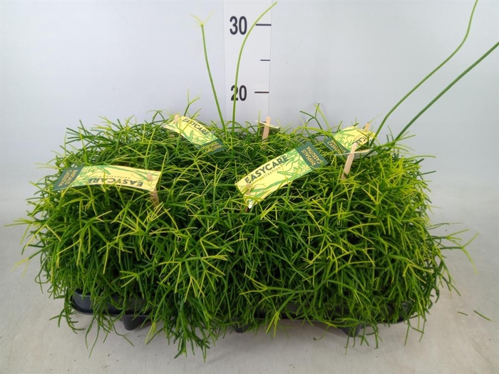 <h4>Rhipsalis baccifera 'Oasis'</h4>