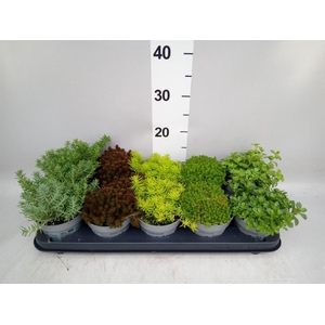 Sedum   ...