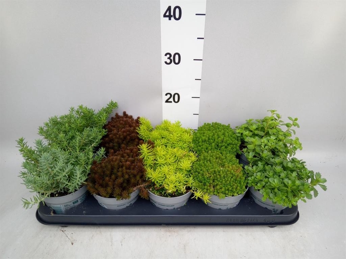 <h4>Sedum   ...</h4>