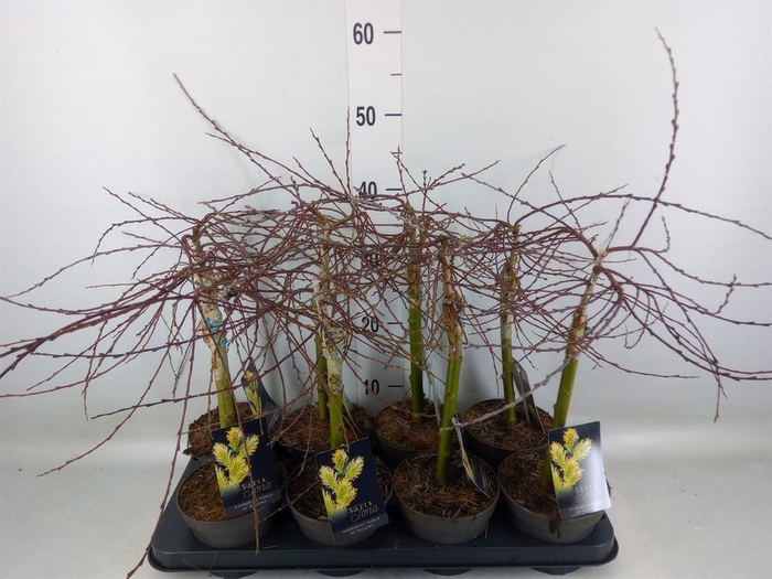 <h4>Salix repens 'Iona'</h4>