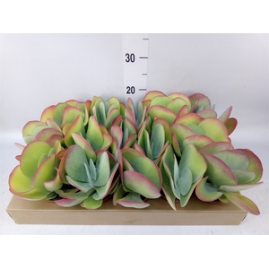 Kalanchoe NF thyrsiflora