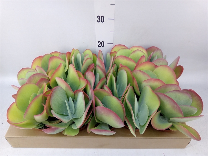 <h4>Kalanchoe NF thyrsiflora</h4>