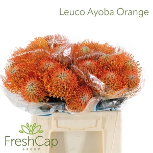 Leuco Ayoba Orange