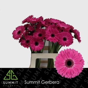 Gerbera Rich Water X40 Lang