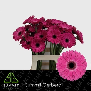Gerbera Rich Water X40 Lang