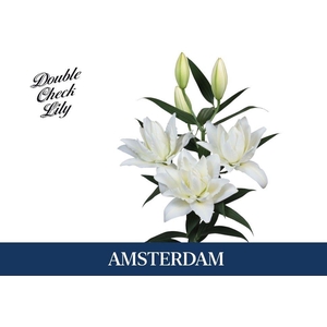 LI OR DU AMSTERDAM