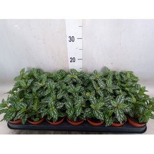 Pilea cadierei
