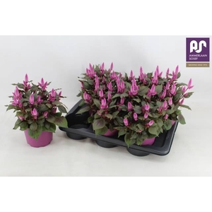 CEL WILD PINK