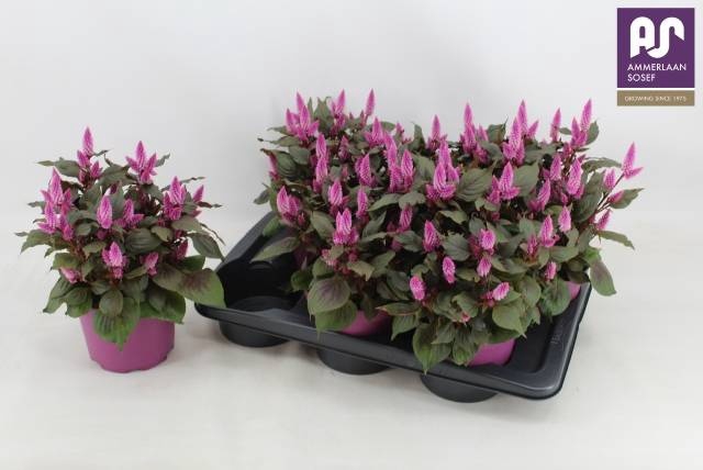 <h4>CEL WILD PINK</h4>