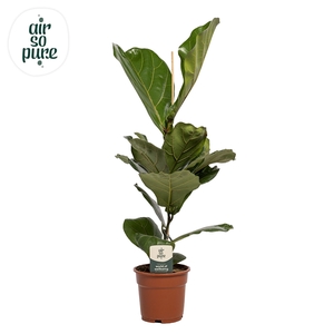 Ficus Lyrata p17 (Air so Pure)