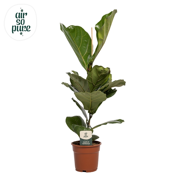 <h4>Ficus Lyrata p17 (Air so Pure)</h4>