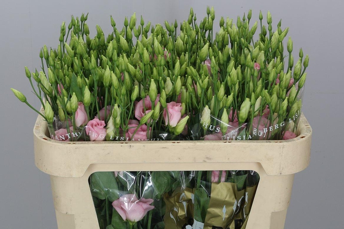 <h4>Eus E Claire L Pink</h4>