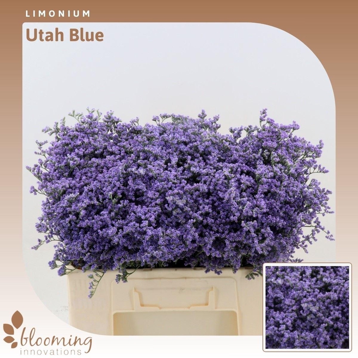 <h4>Limonium Utah Blue</h4>