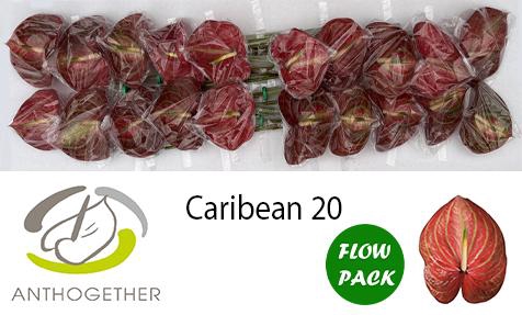 <h4>ANTH A CARIBEAN 20 Flow Pack</h4>
