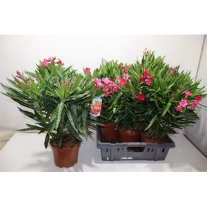 arr8 Neri Oleander