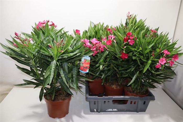 <h4>arr8 Neri Oleander</h4>