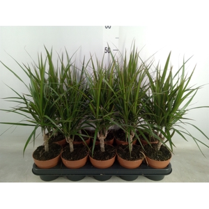 Dracaena marg.