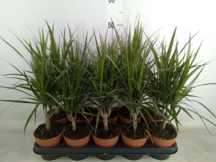 <h4>Dracaena marg.</h4>