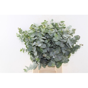 Euca Cinerea Short Per Bunch 150 Gram Za