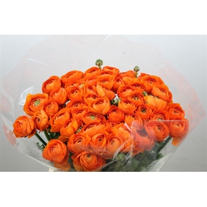 Ran Cloni Ex Lambada