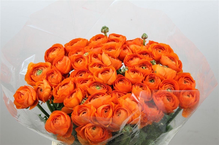 <h4>Ran Cloni Ex Lambada</h4>