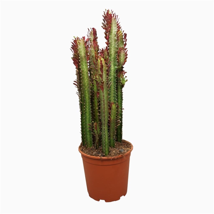 <h4>Euphorbia trigona 'Rubra'</h4>