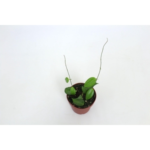Hoya Fitchii 12 cm