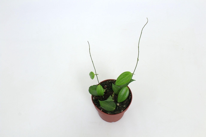 <h4>Hoya Fitchii 12 cm</h4>