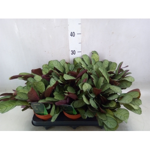 Ctenanthe burle-marxii 'Amagris'