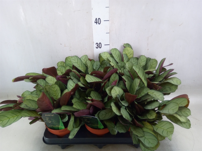 <h4>Ctenanthe burle-marxii 'Amagris'</h4>