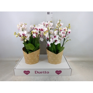 Phalaenopsis multi. 'FC Safe Haven'