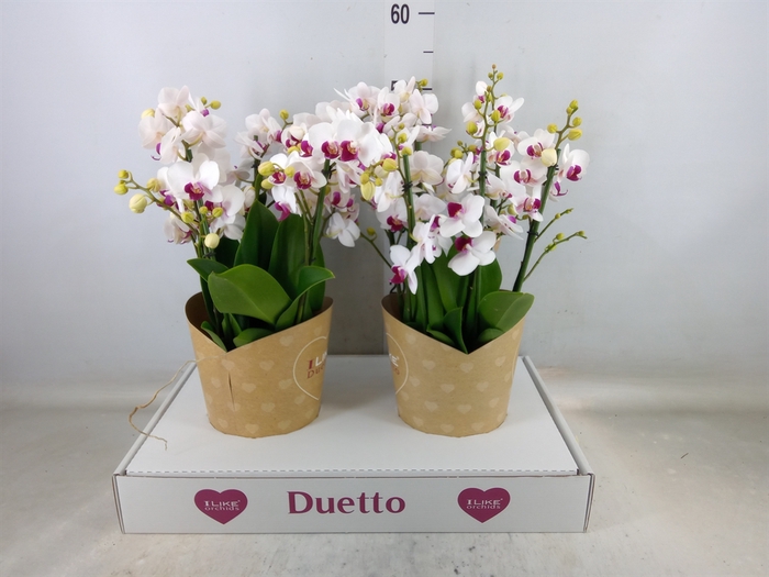 <h4>Phalaenopsis multi. 'FC Safe Haven'</h4>