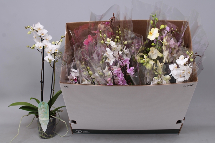 <h4>PHAL MF GEM 5 KL</h4>