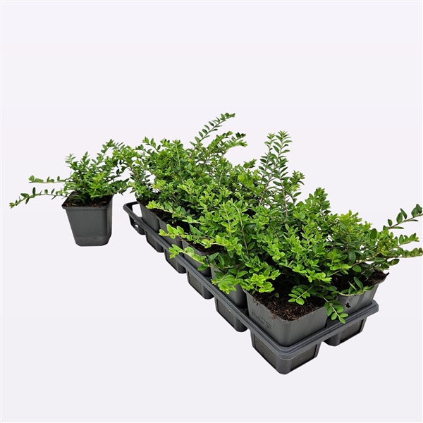 <h4>Lonicera Nitida 'Maigrün'</h4>