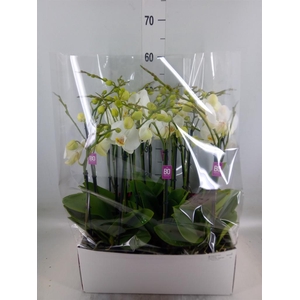 Phalaenopsis   ...white
