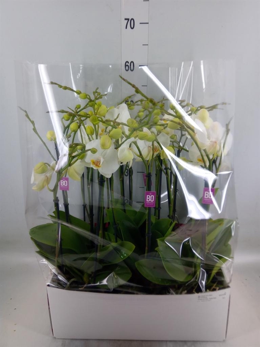 <h4>Phalaenopsis   ...white</h4>