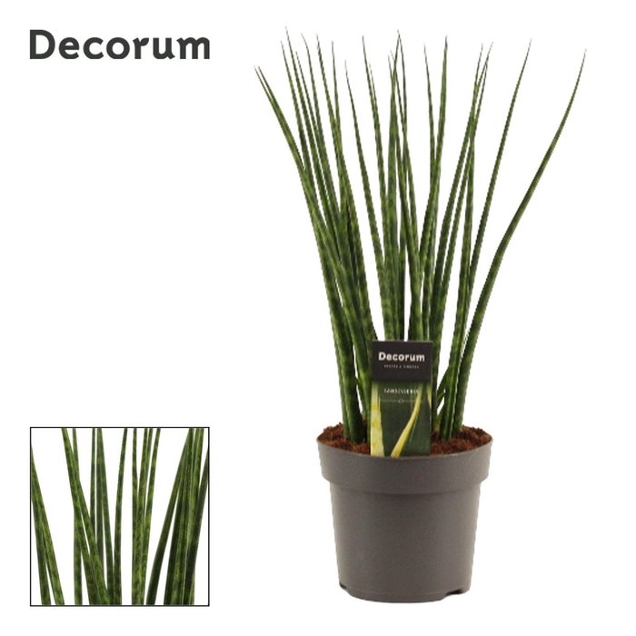 <h4>Sansevieria Fernwood 14 cm (Decorum)</h4>