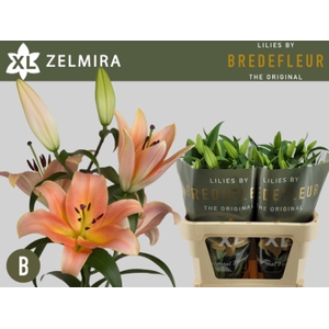 LI OT ZELMIRA 4+
