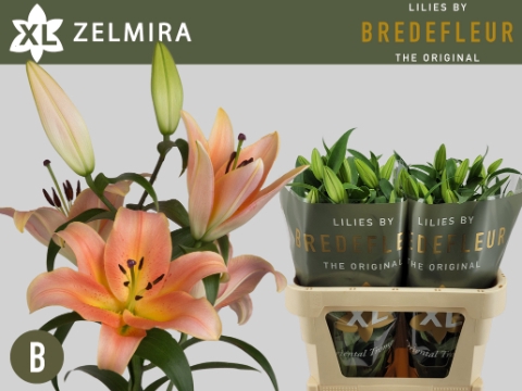 <h4>LI OT ZELMIRA 4+</h4>