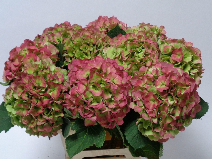 <h4>HYDR M CH VERENA CL</h4>