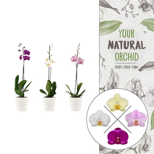 Your Natural Orchid | Mix in Anna wit keramiek | Phal. 1 spike