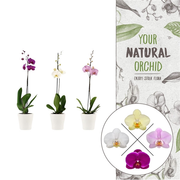 <h4>Your Natural Orchid | Mix in Anna wit keramiek | Phal. 1 spike</h4>