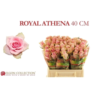 Rosa a grande fleur Athena Royale