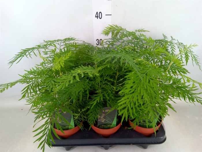 <h4>Asparagus dens. 'Mazeppa'</h4>