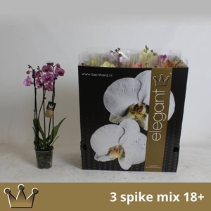 PHAL GEM 7 KL