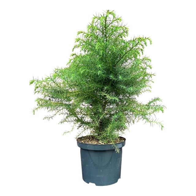 <h4>Cryptomeria j. 'Elegans Virdis'</h4>
