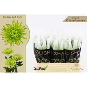 Chr G Anastasia Dark Green